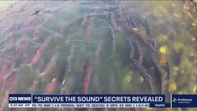 Survive the Sound secrets revealed