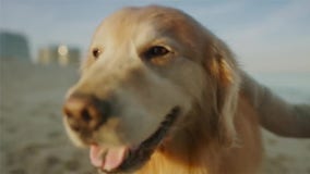 Man buys Super Bowl ad to thank vets who saved his dog