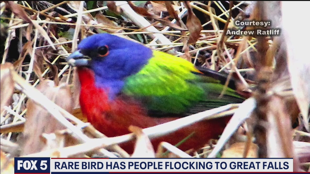 Rare bird has people flocking to Great Falls