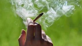 Frequent cannabis use linked to increased risk of stroke, arrhythmia, studies suggest