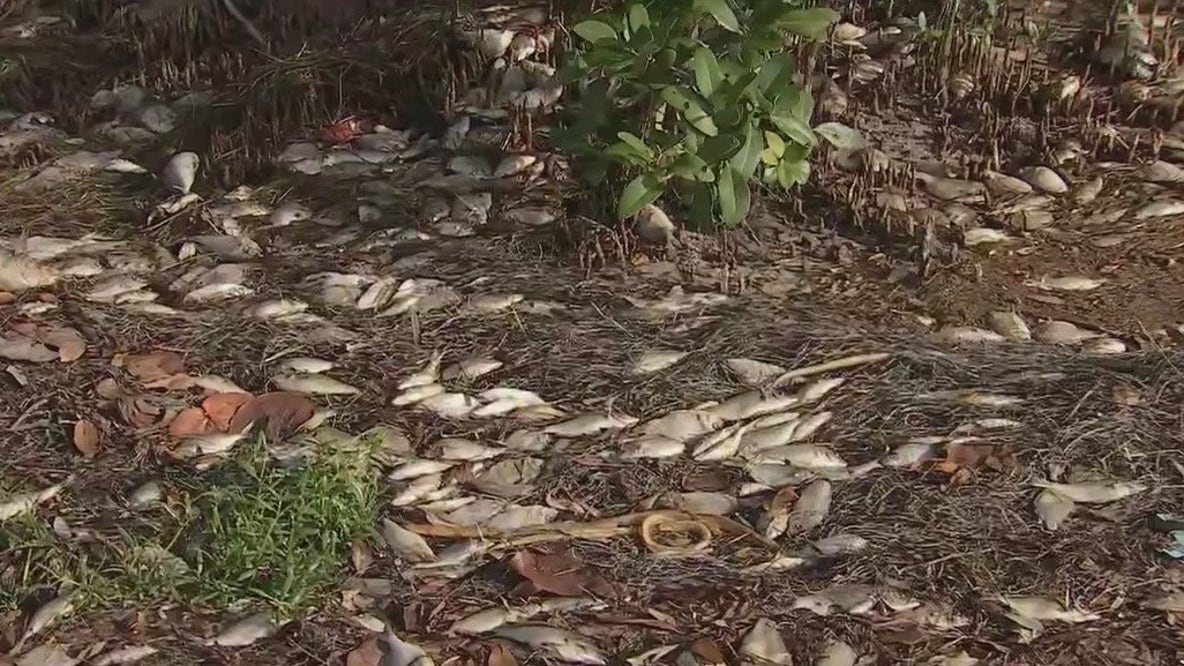 Tens of thousands of dead fish washed up by Elsa
