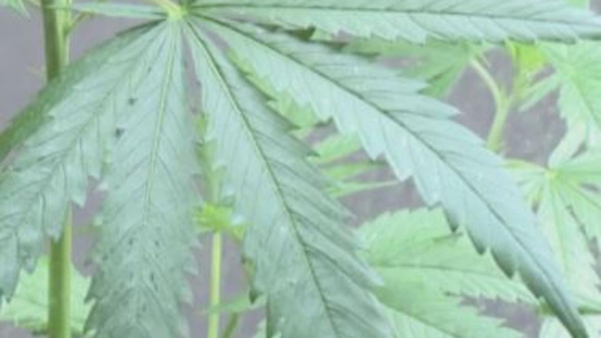Milwaukee County's push for marijuana legalization