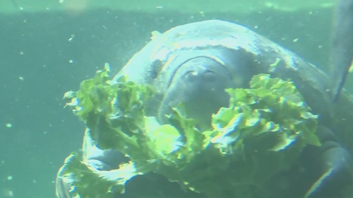Florida breaks annual manatee death record in first 6 months