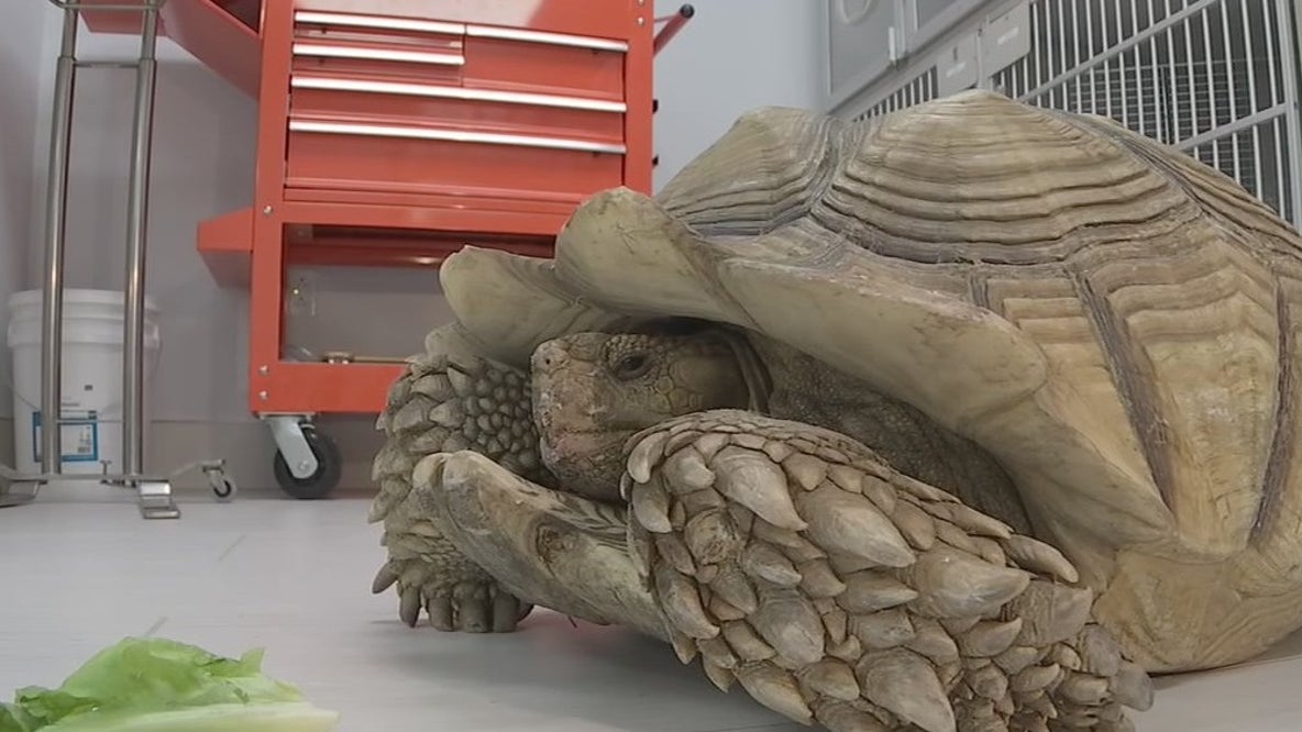 Man arrested after tortoise abused