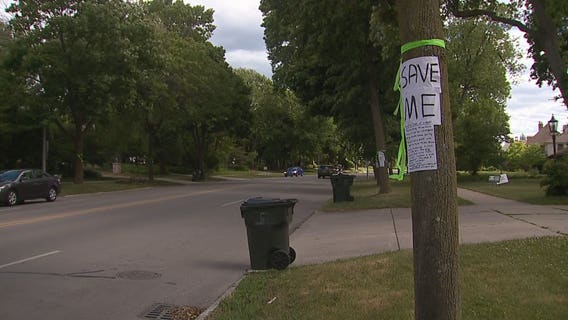 Lake Drive neighbors worry trees could disappear
