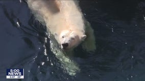 Como Zoo introduces new female polar bear named Nan