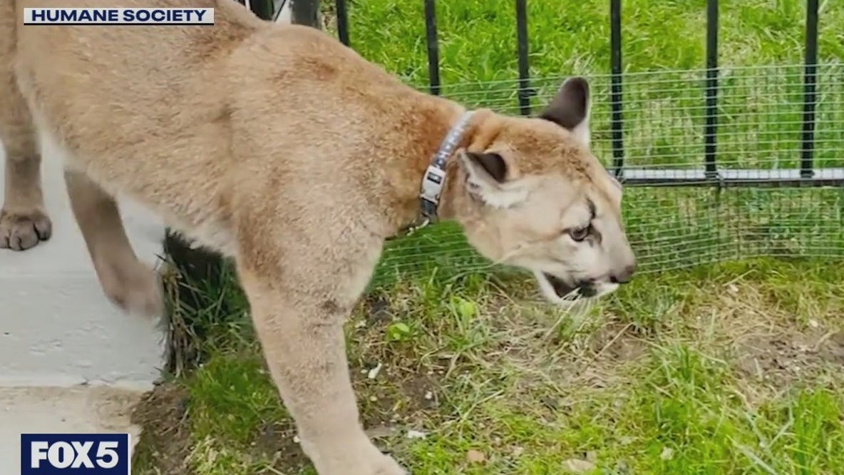 Mountain lion in the Bronx