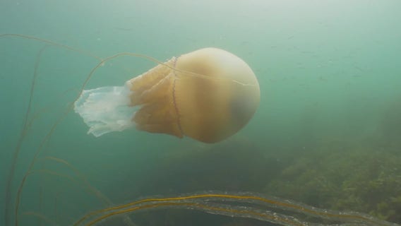 Millions watch livestream of deep sea creatures from Argentina, latest in 'slow TV' fad
