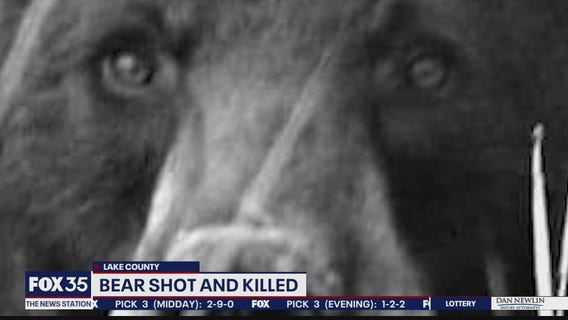 Reward offered in killing of black bear