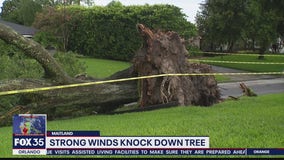 Tree falls in Maitland neighborhood