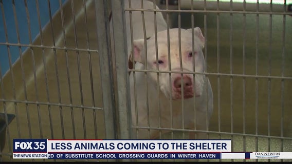 Less animals coming to the shelter