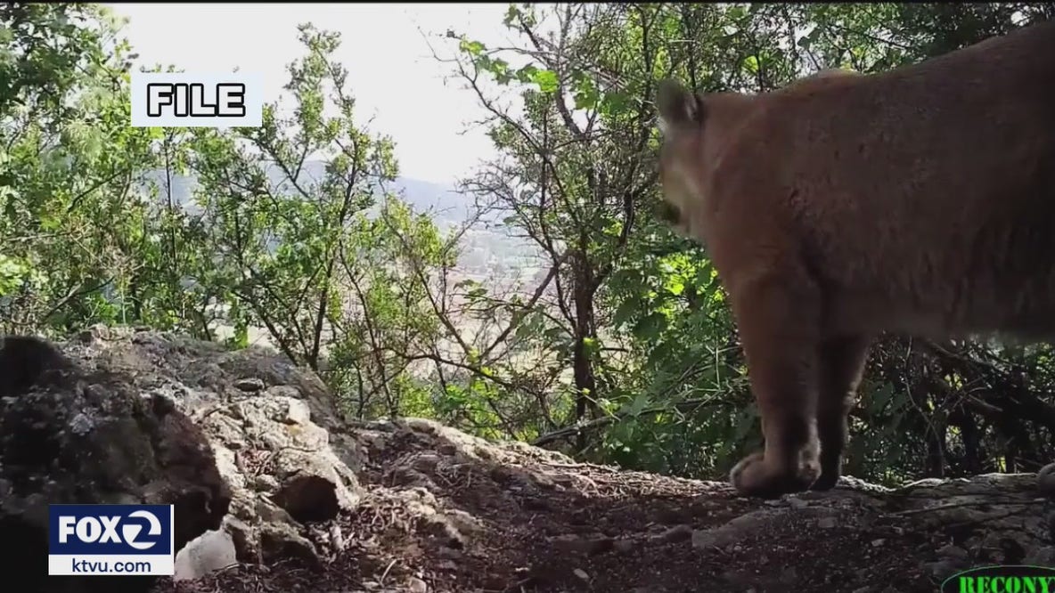 Mountain Lion attacks young boy in Southern California, saved by mother.