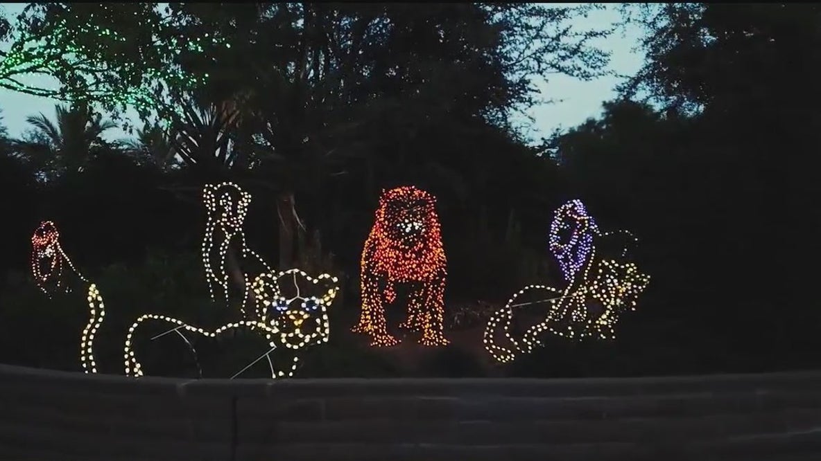 Phoenix Zoo putting up Christmas lights for the holiday season