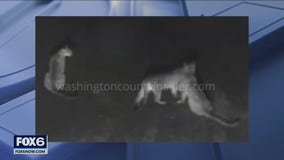 Cougar sighting reported in Horicon, DNR investigates