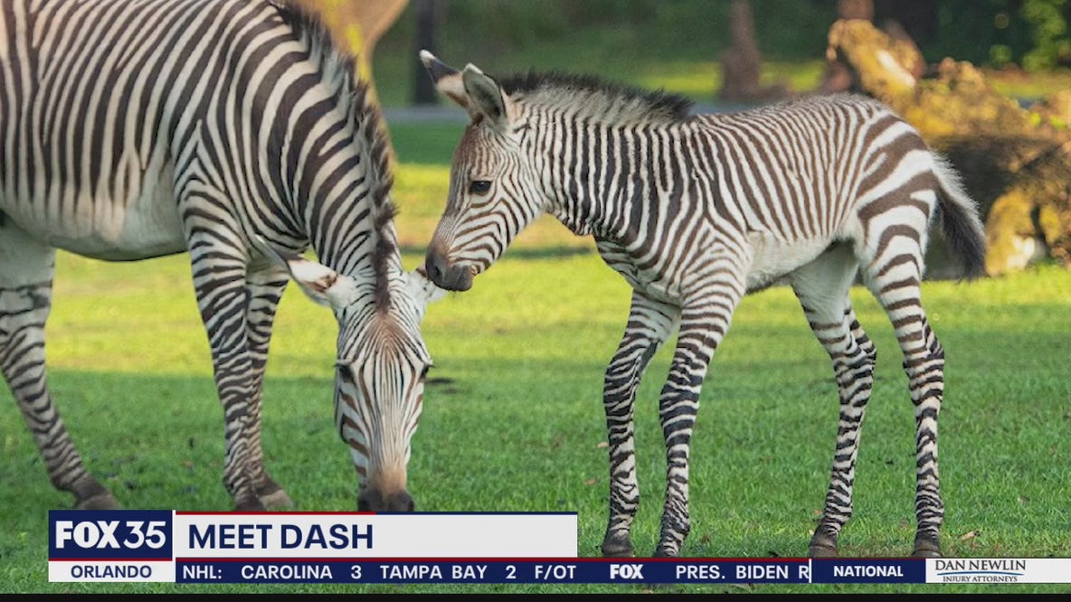 New baby zebra at Disney's Animal Kingdom finally has a name