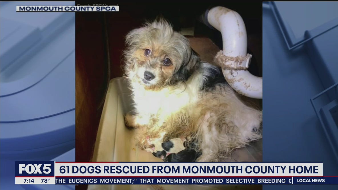 61 dogs rescued from Monmouth County home