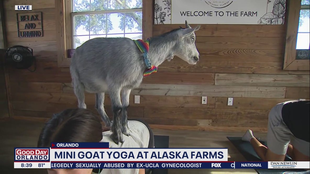 Mini goat yoga at Alaska Farms