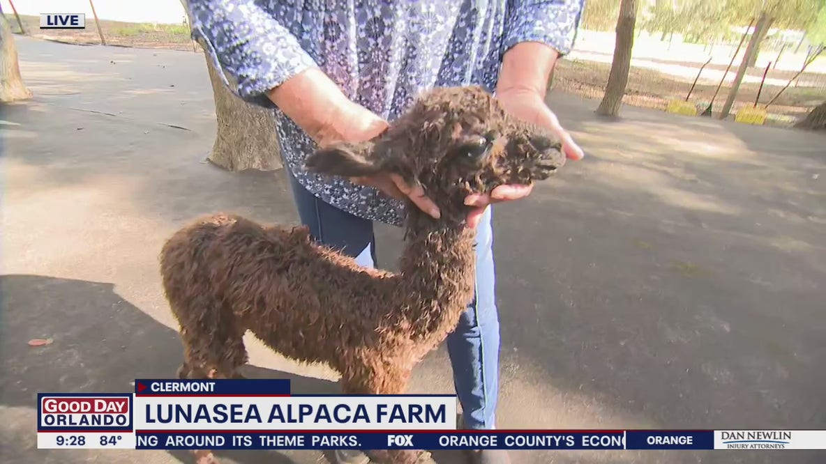 David Does It: Lunasea Alpaca Farm