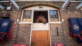 Queen hiring someone to look after horses