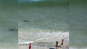 Photos reveal sharks circling unsuspecting beach-goers at Myrtle Beach
