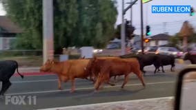 Herd of cows escape slaughterhouse, takes over Pico Rivera neighborhood and roads