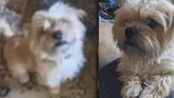 Milwaukee woman finds her lost dog for sale on Facebook