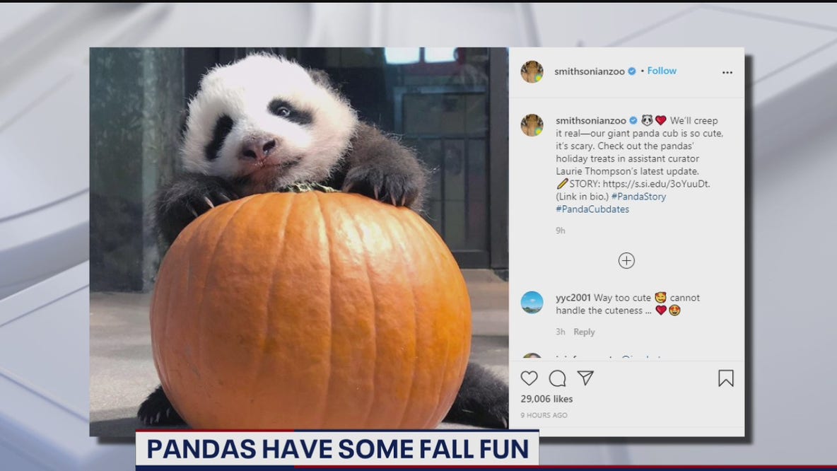 National Zoo’s panda cub and family celebrate Halloween with pumpkins, snack-o-lanterns