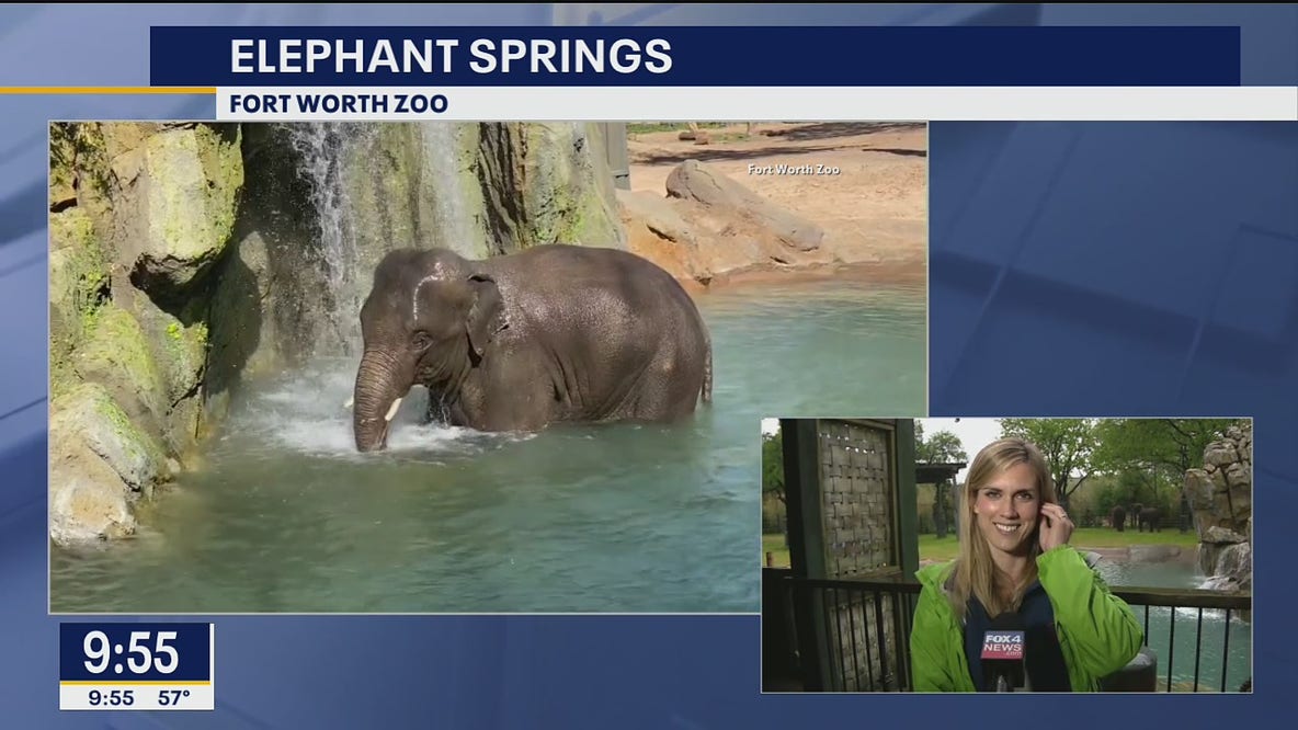 New Elephant Springs habitat opens at the Fort Worth Zoo