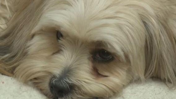 Casey the therapy dog calms students in Racine