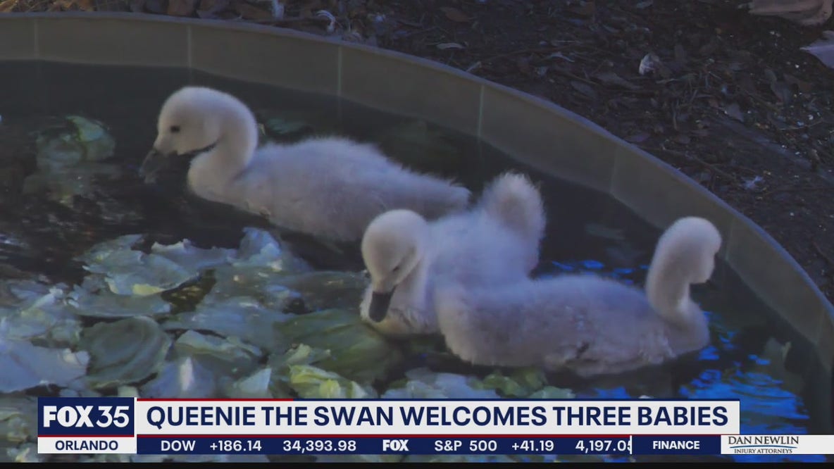 Queenie the swan welcomes three babies at Lake Eola