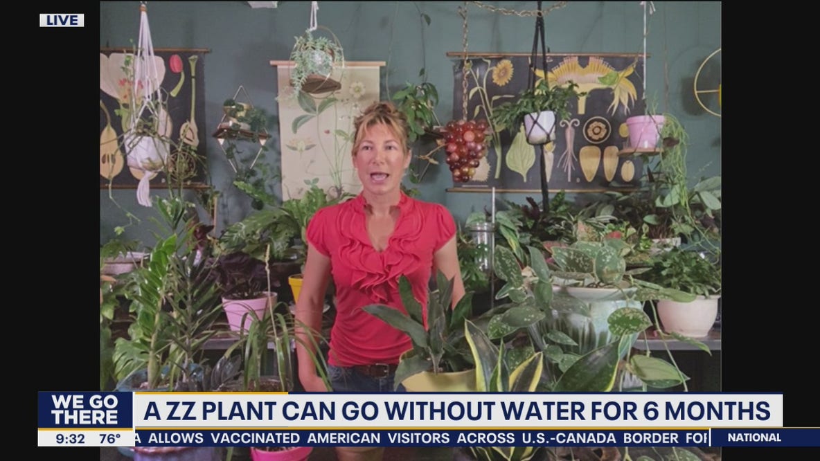 5 houseplants that are difficult to kill