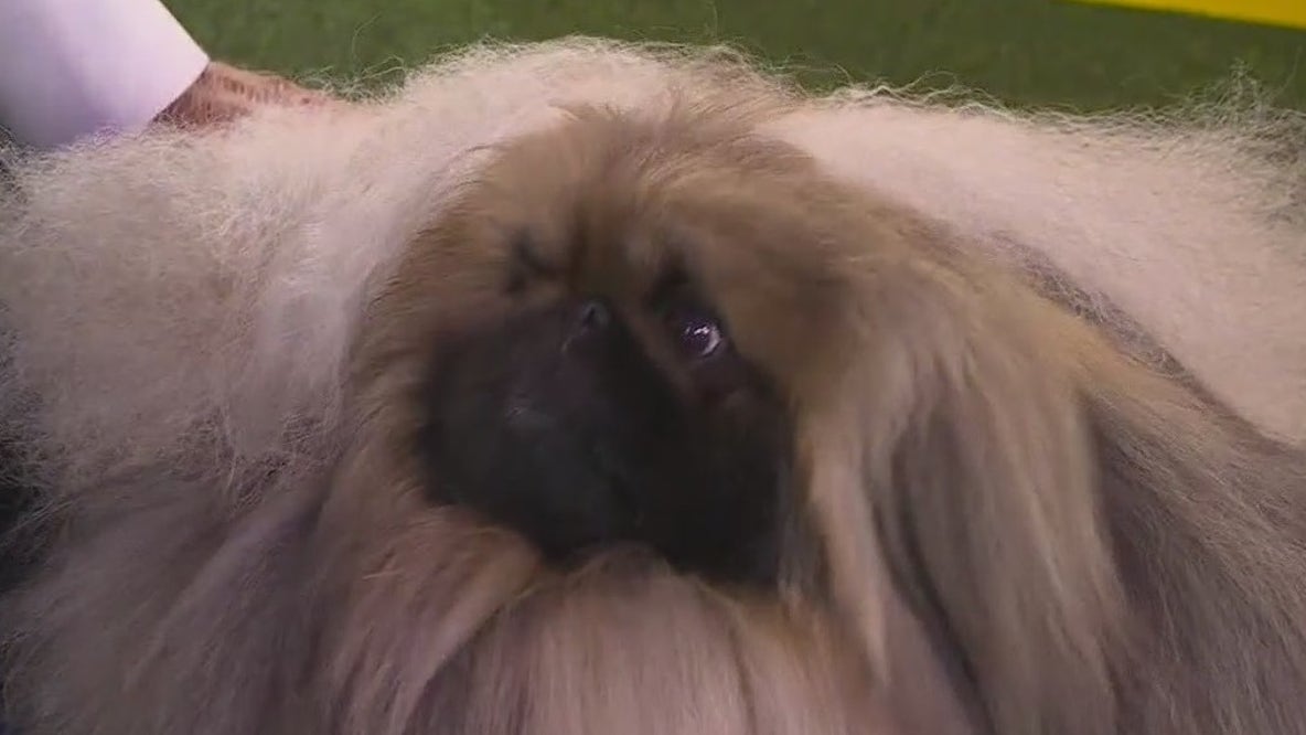Wasabi the Pekingese named Best in Show at Westminster Kennel Club Dog Show