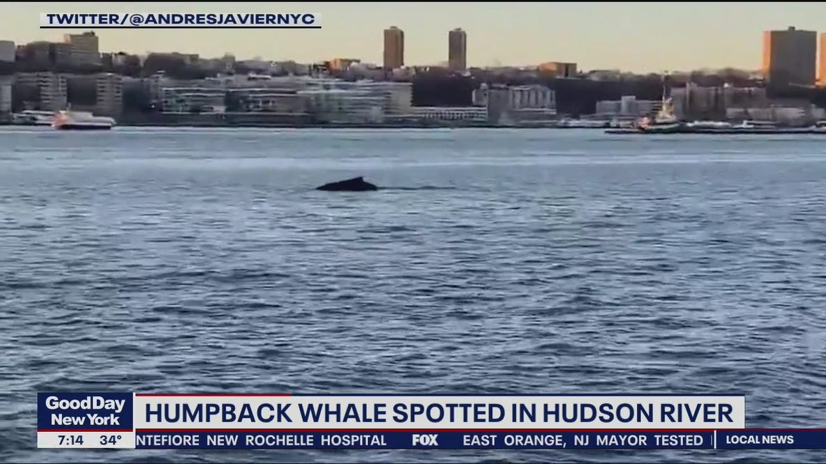 Humpback whale in Hudson River