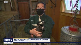 It’s farm babies time at the Minnesota Zoo