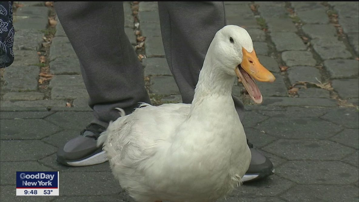 Brooklyn duck is an Instagram star