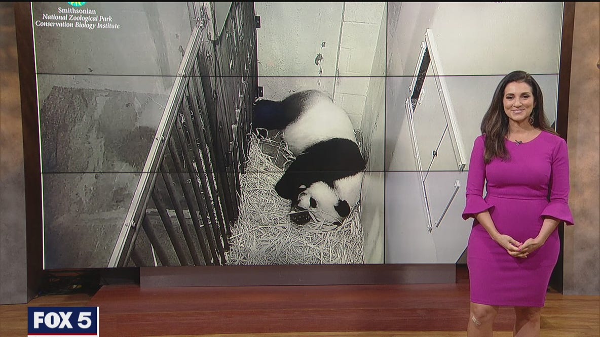 National Zoo’s panda Mei Xiang showing possible signs of pregnancy