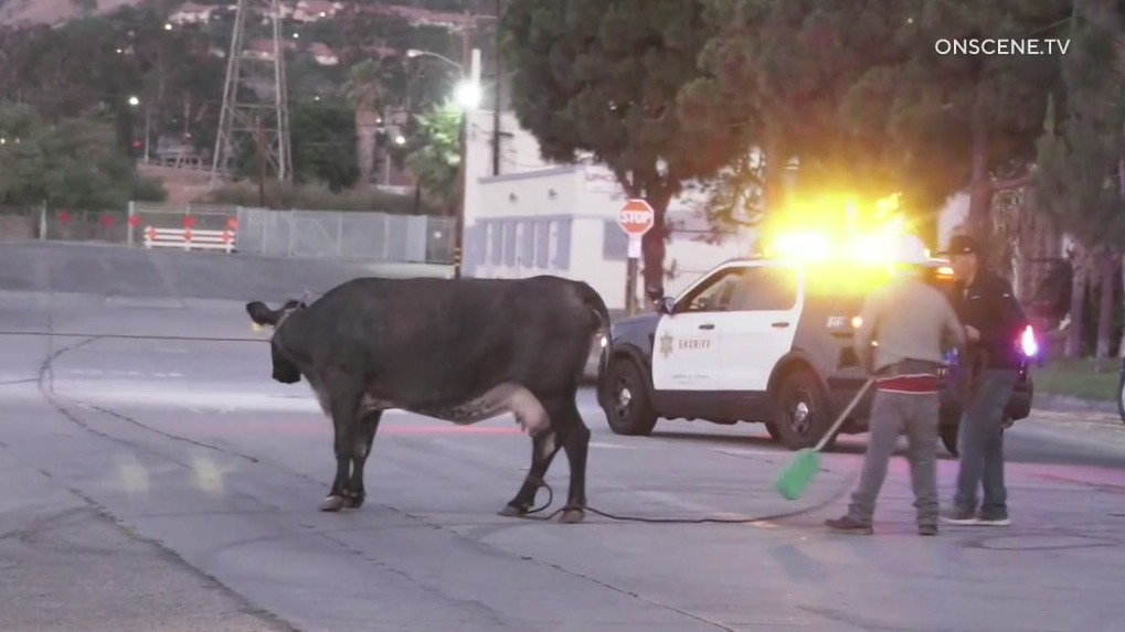 Award-winning songwriter spares cow's life after they escaped Pico Rivera slaughterhouse