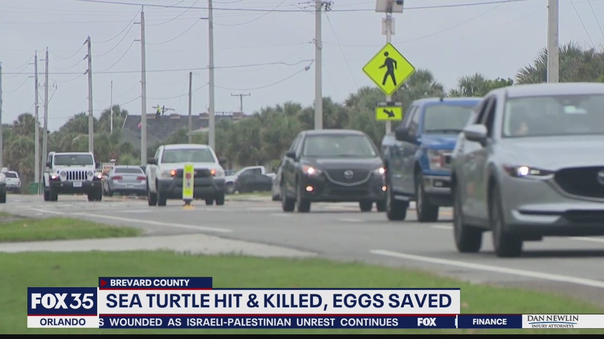 400-pound loggerhead turtle killed on Florida roadway