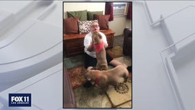 Groomer helps Paramount man reunite with his missing dogs