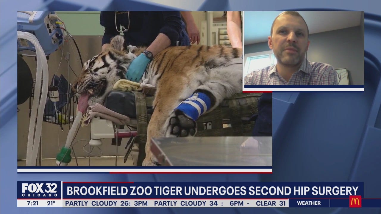 Tiger at Brookfield Zoo undergoes second hip surgery FOX 32 Chicago