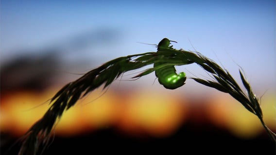 Where did all the fireflies go? It's not too late to help them