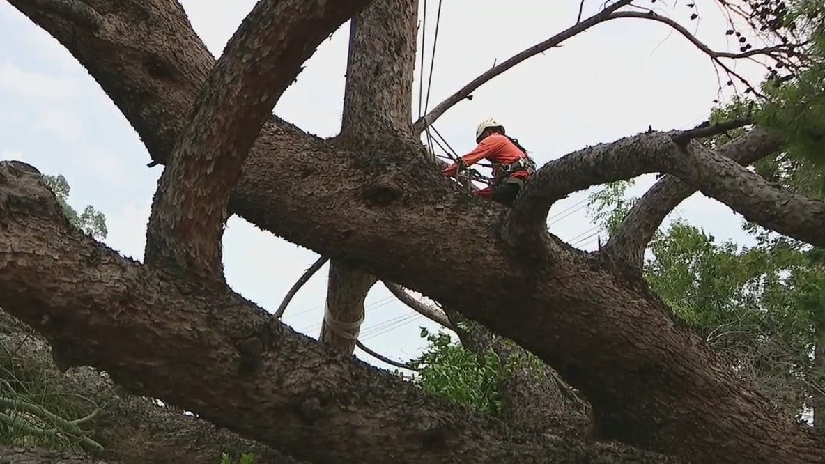 ‘Hate to see that one go': Man loses 105-year-old tree in monsoon