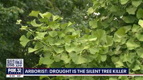 Arborist: Drought is the silent tree killer