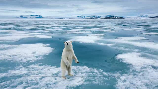 US butterfly populations declining at 'catastrophic' rate—experts warn it's a 'bad sign for us'