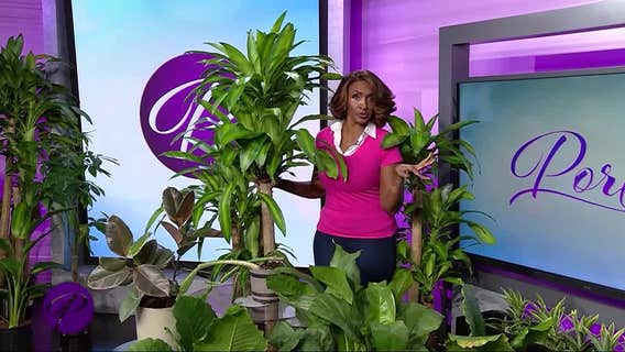 Portia: Plants 101
