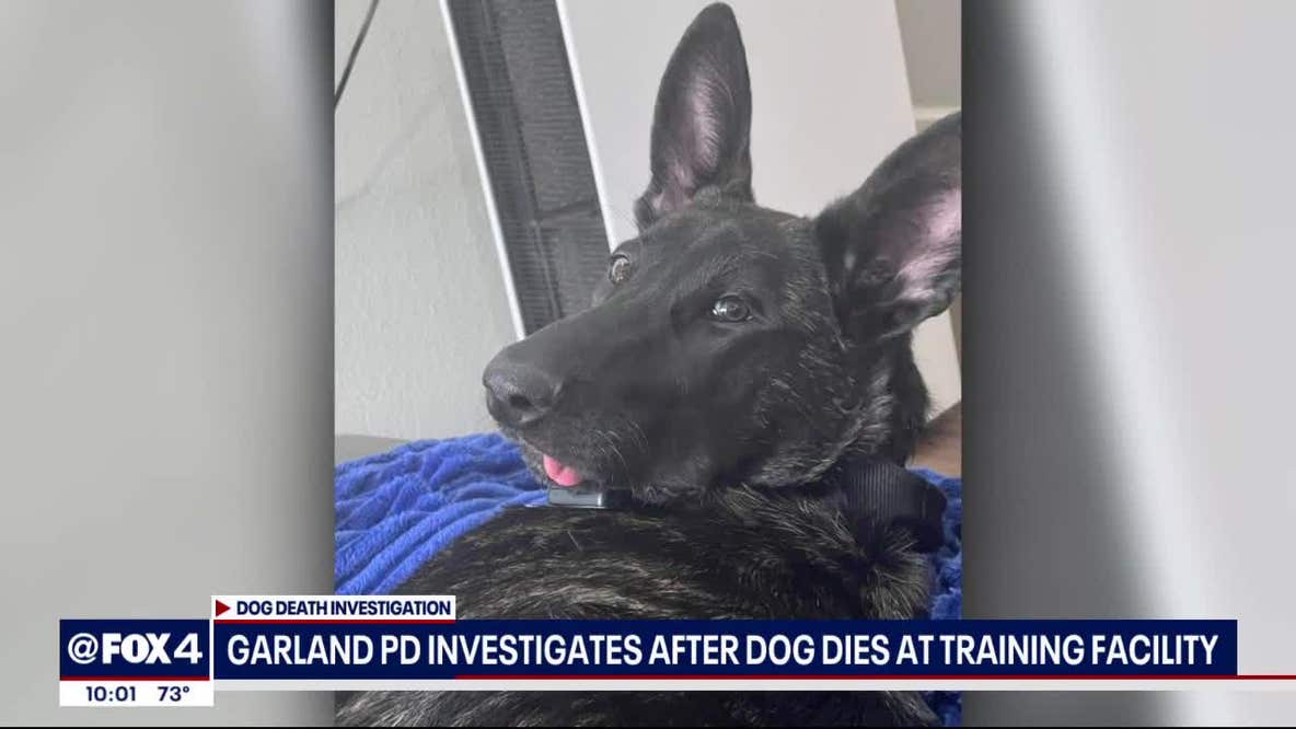 Dog dies at Garland boarding, training facility
