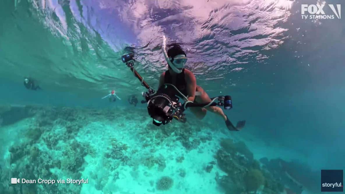 Sharks attack diver in the Coral Sea