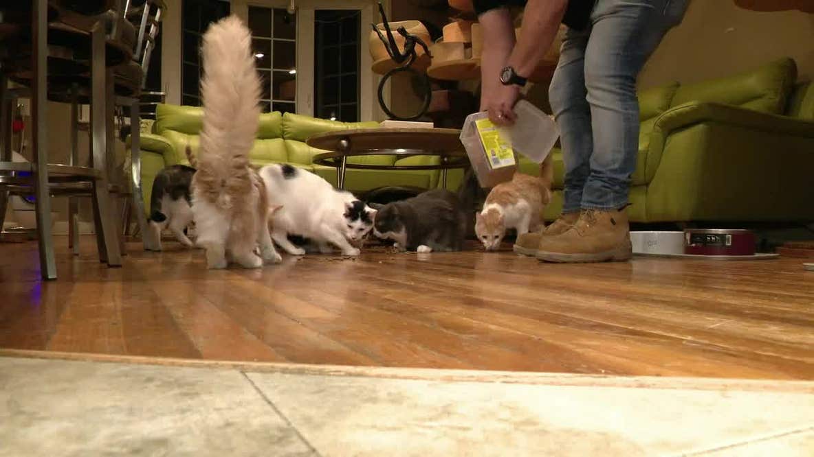 Couple take care of special needs kittens
