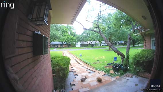 Rabbit v. squirrel: The adorable showdown we've all been waiting for