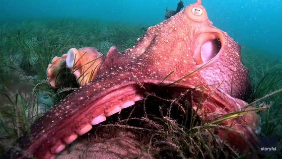 Octopus latches onto 6-year-old boy, refusing to release, mother says, showing footage of the child's injuries